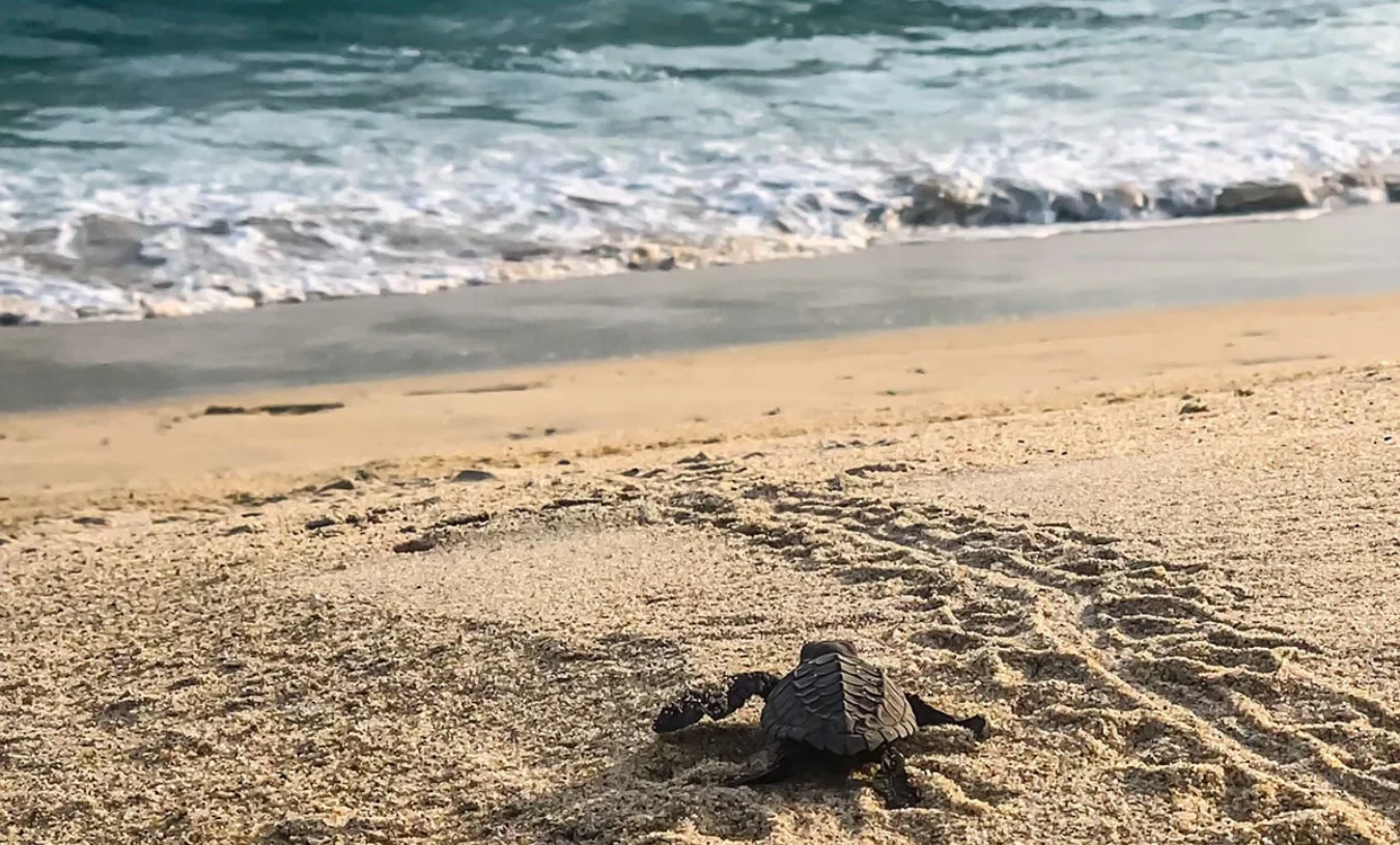 Puerto Escondido4